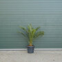 Dadelpalm ‘Phoenix canariensis’ 100 - 125 cm